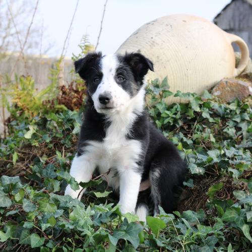 Elevage de border collie Ar Gwerelaouen