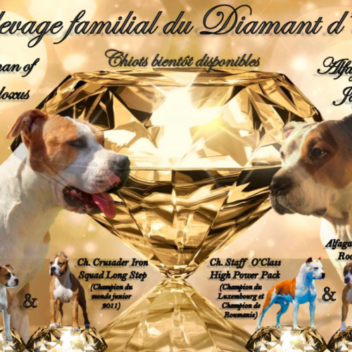 Elevage familial du Diamant d'Or - American Staff