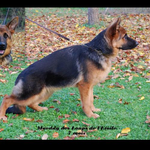 Elevage de la race Berger Allemand