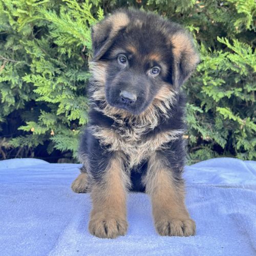 Elevage de bergers allemands