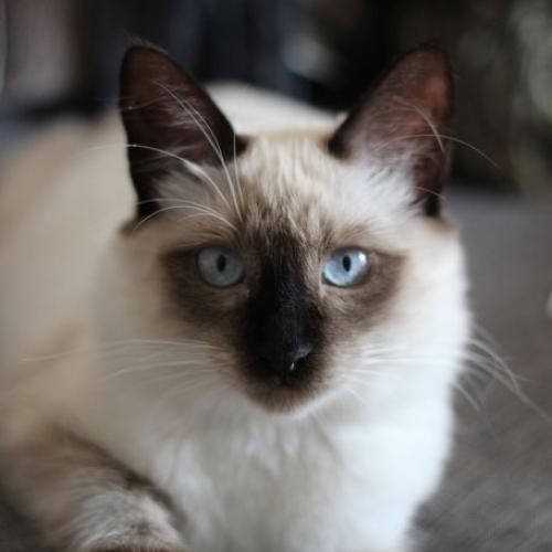 Elevage familial du Clos Molière