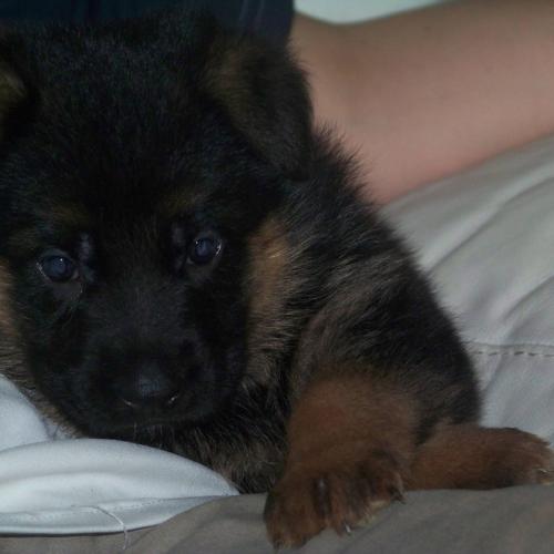 elevage vom Haus Thalie