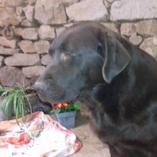 Elevage Du Bois du Ris