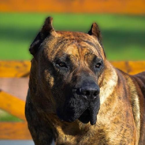 Elevage el corazon del cazador