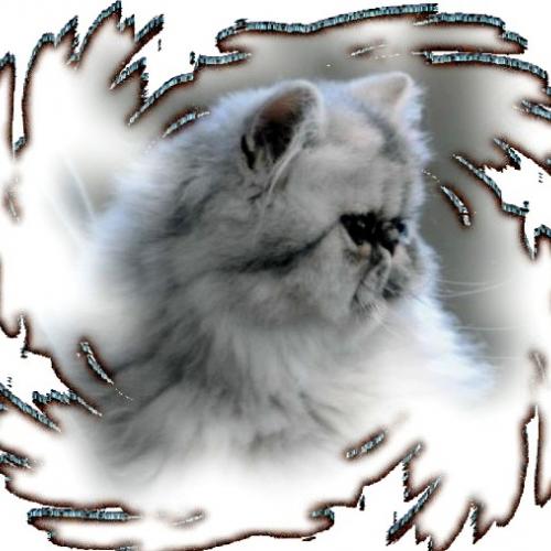 Chatterie de la Poujarderie