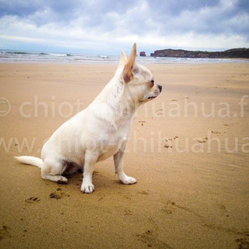 Elevage familial de chihuahuas