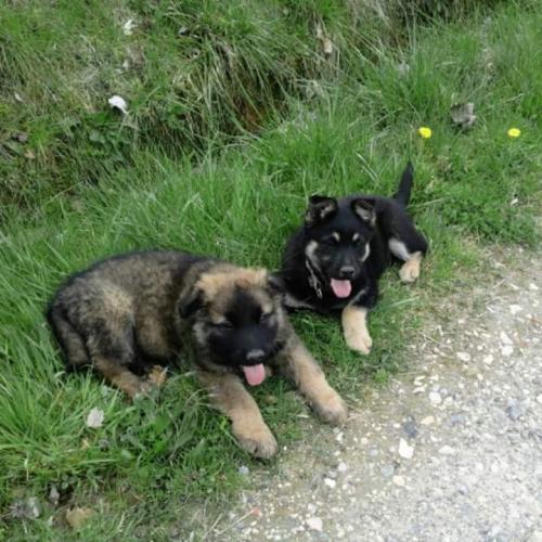 l’éleveur du cagire