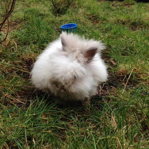 Elevage lapin Teddy et Mini lop