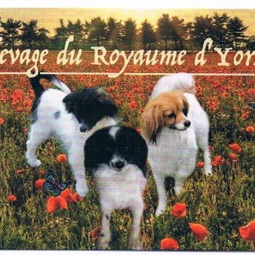 Épagneul nain continental phalène