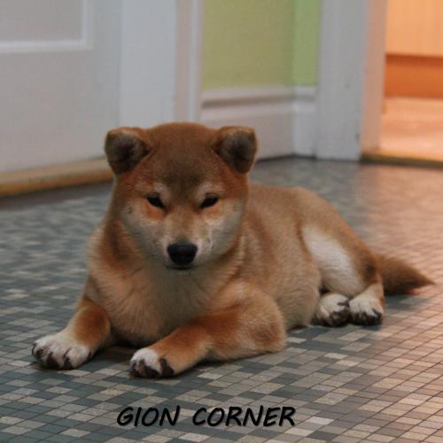 Gion corner- élevage de shiba inu