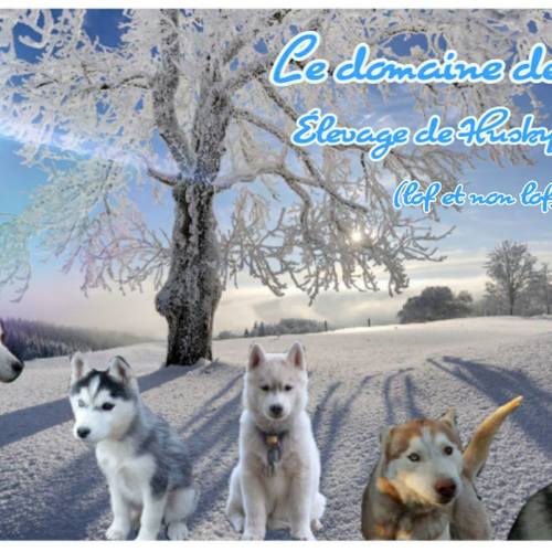 élevage de husky de sibérie