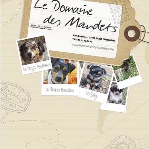 élevage de berger australiens LOF