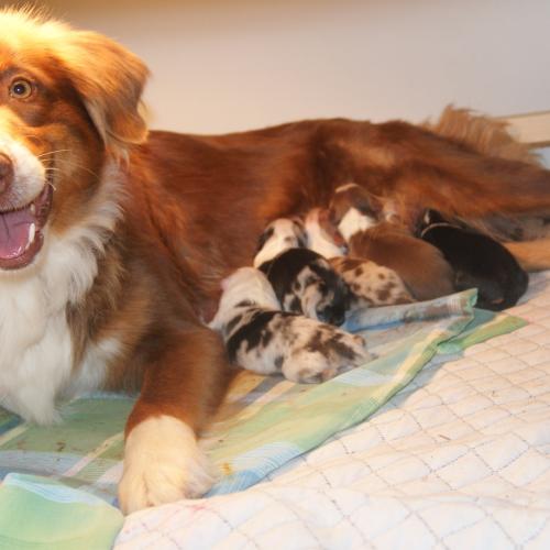 Elevage des poilus aux coeurs d'or