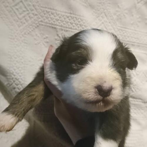 élevage du blason à croix d'argent