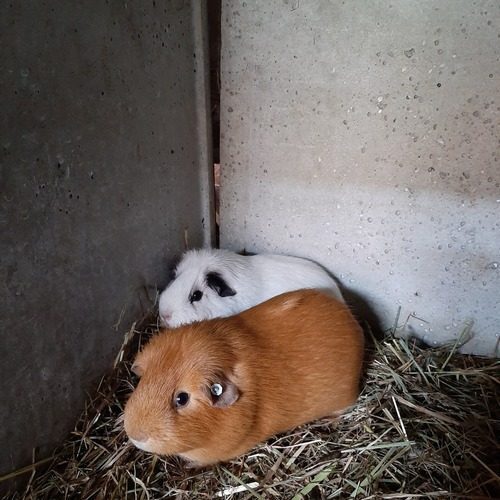 Elevage des chons du fleuve noir