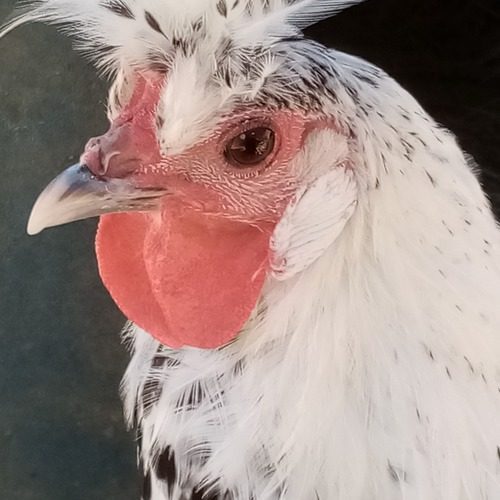 Volailles d'ornements