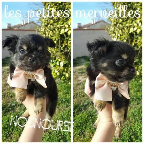 Elevage de chihuahua les petites merveilles