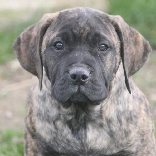 Des hydres des mares