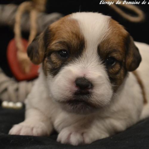 Elevage professionnel de jack russell terrier lof