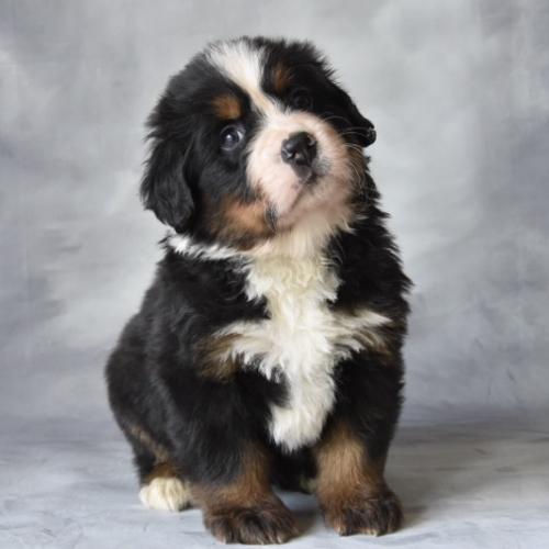 Elevage des Gardiens d'Oléron