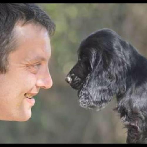 les cockers des Hurlevents de Nuas