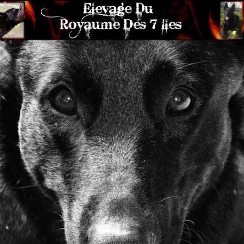 Élevage : berger hollandais a poil court