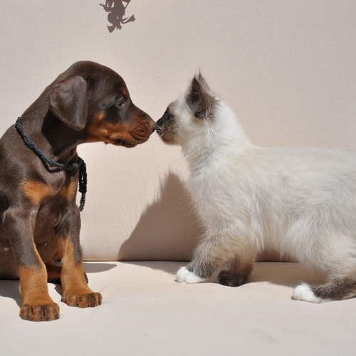 Pension haut de gamme