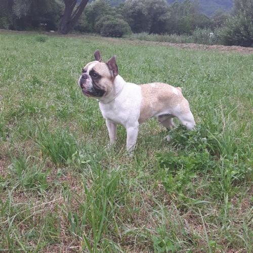 Elevage du Sentier des Oliviers