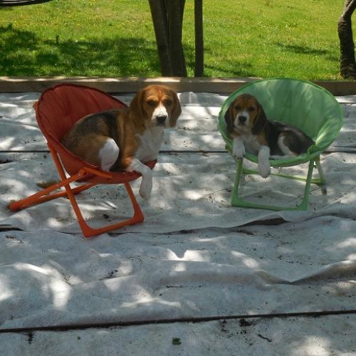 La Beaglerie du Dore et Forez