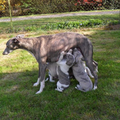 Whippet de Bambino bristl