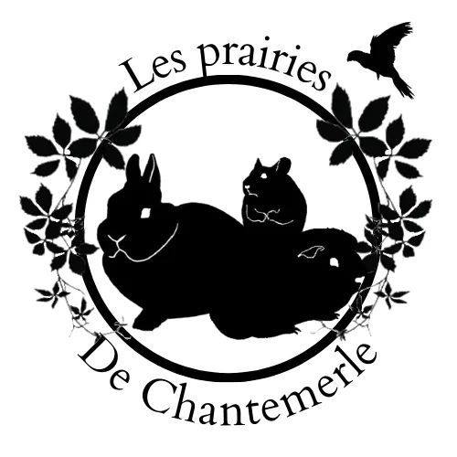 Elevage amateur de cobaye, lapin nain