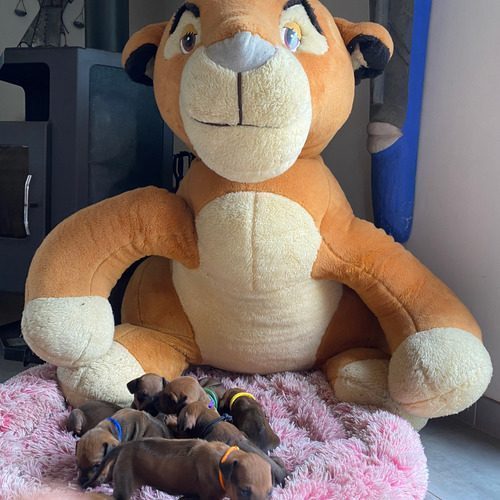 Le rhodesian ridgeback : un chien d'excellence