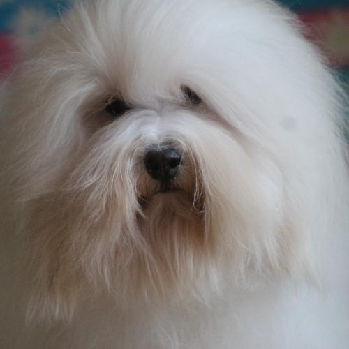 élevage de coton de Tuléar