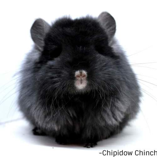 Élevage familial de chinchilla