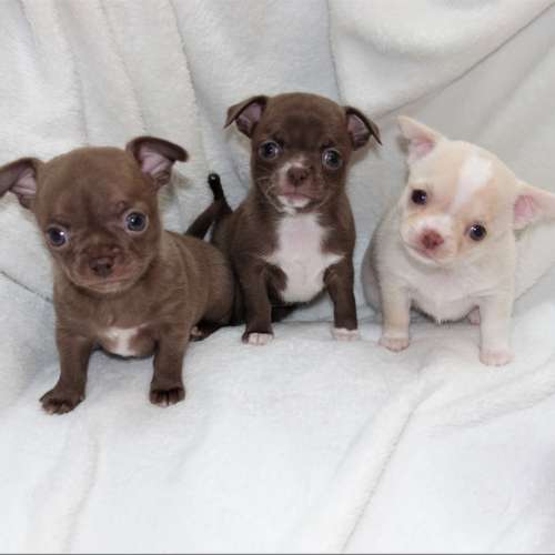 Elevage de chihuahua LOF Grisous'Tiny World