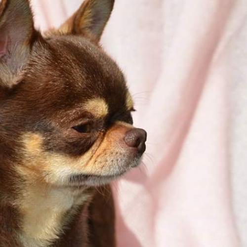 Elevage de Chihuahuas Du Jardin de Saphirs