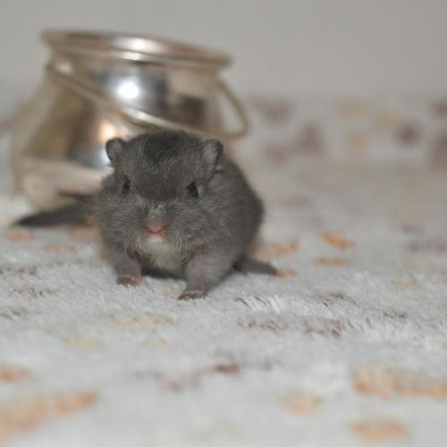 Les Gerbilles Angéliques