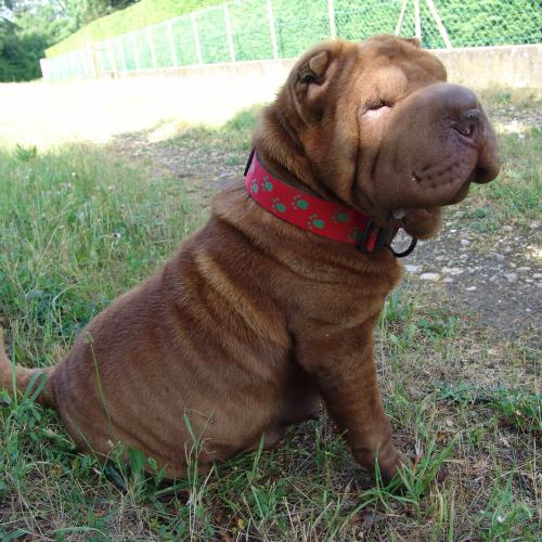 élevage la Hutte aux Plissés