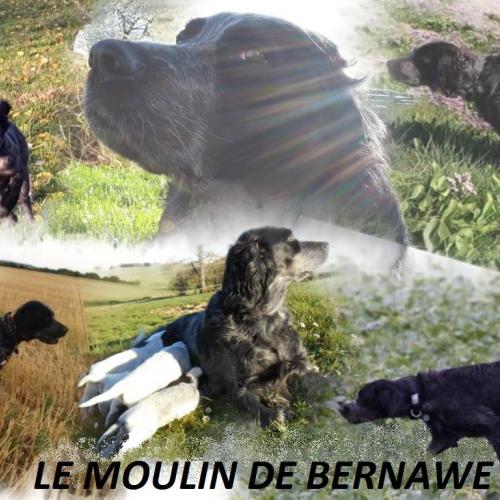 Elevage du moulin de Bernawe