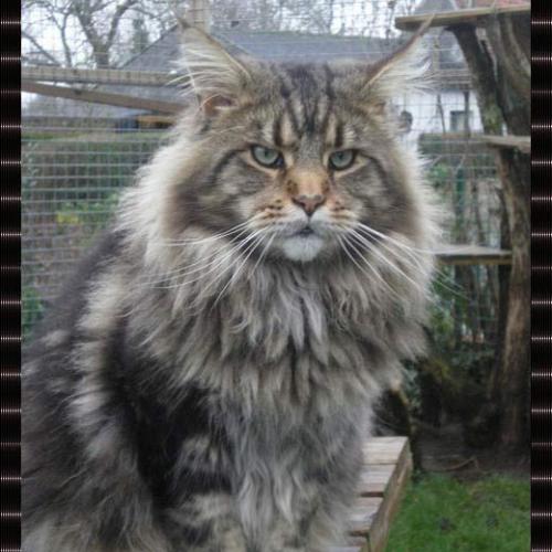Élevage : maine coon