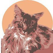 Les Maine coons de Brunelet