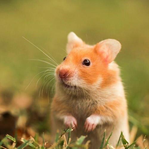 élevage de hamster doré