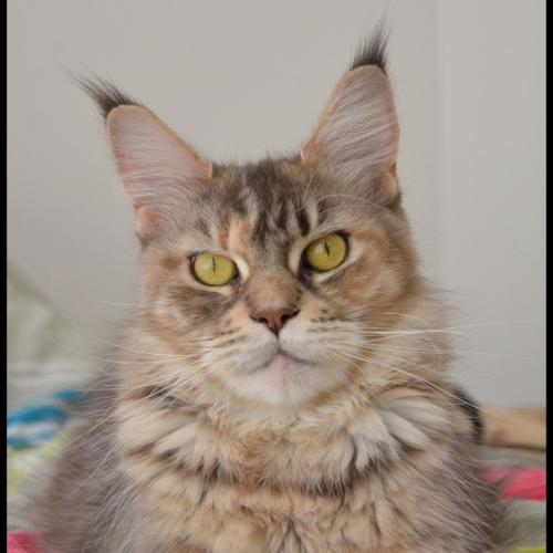 Chatterie de l'étoile de Lyncis