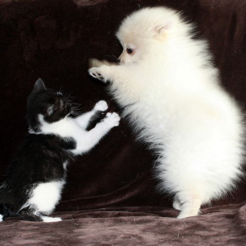 Elevage aux jolies Epinettes