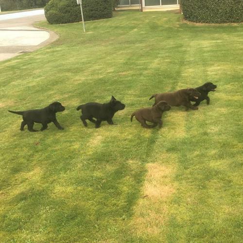 élevage du clos des trois cerisiers