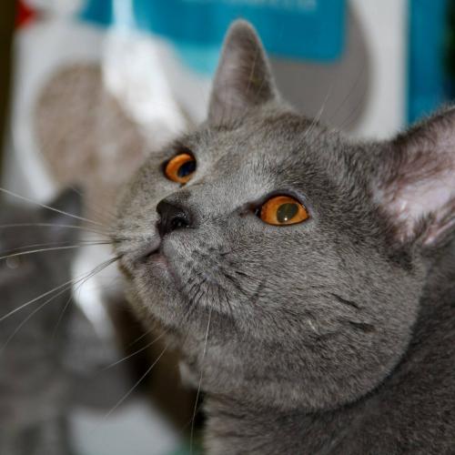 Chatterie D'Ishikawa