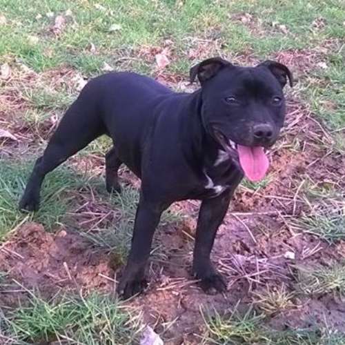 Le Staffie notre passion à la maison !