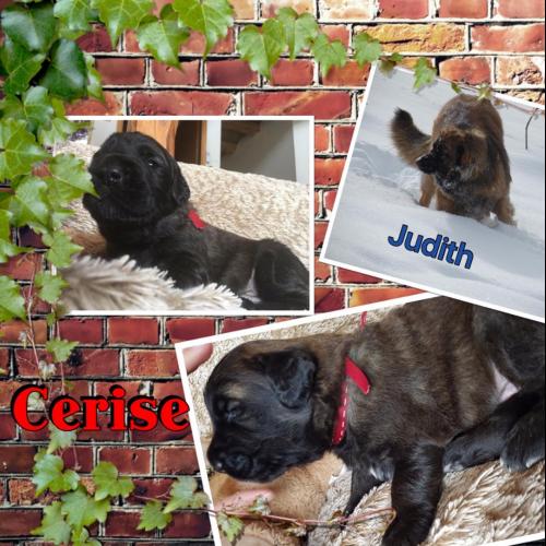 élevage ô bonheur de Cassiopée