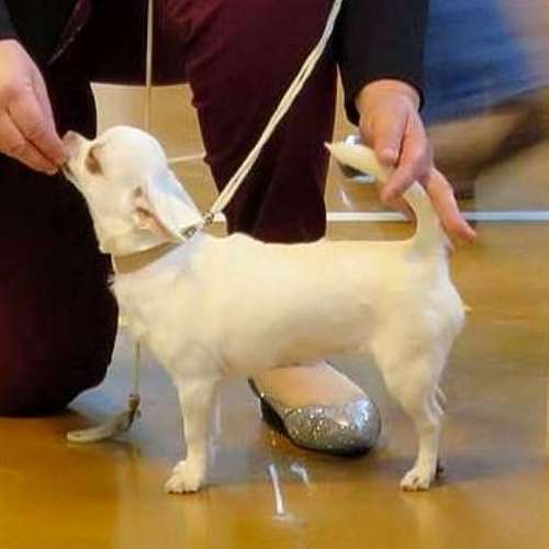 Elevage de l'Île aux Genêts