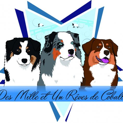 Elevage de berger australien LOF